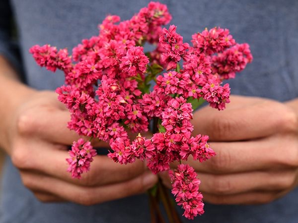 Gardening Sites and Resources I Love